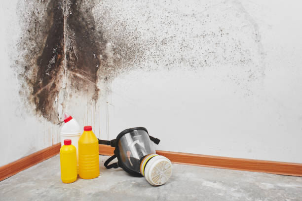 Best Mold Damage Repair  in Burnham, PA