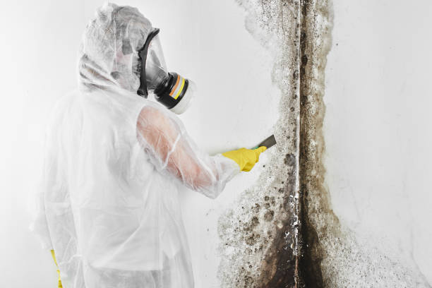 Best Certified Mold Removal  in Burnham, PA