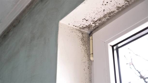Office Mold Removal Services in Burnham, PA