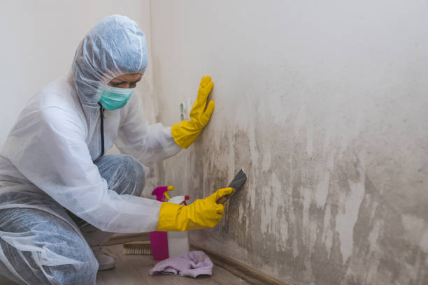 Best Affordable Mold Removal  in Burnham, PA