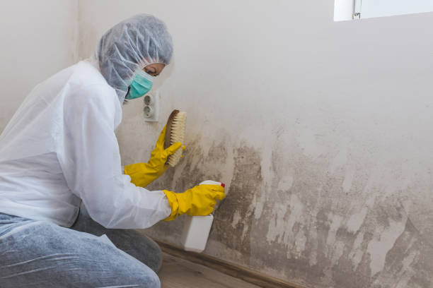 Certified Mold Removal in Burnham, PA