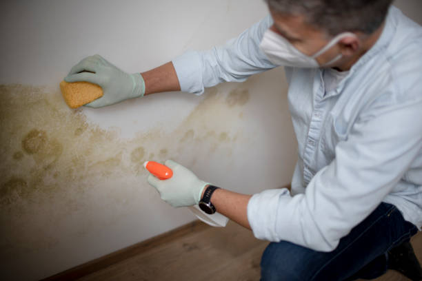 Best Professional Mold Removal  in Burnham, PA