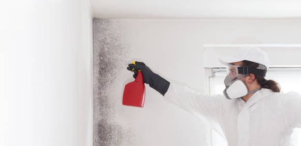 Best Commercial Mold Removal  in Burnham, PA