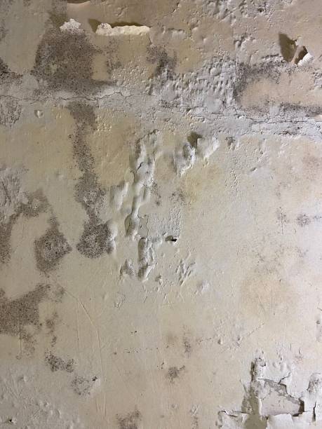 Crawl Space Mold Removal in Burnham, PA