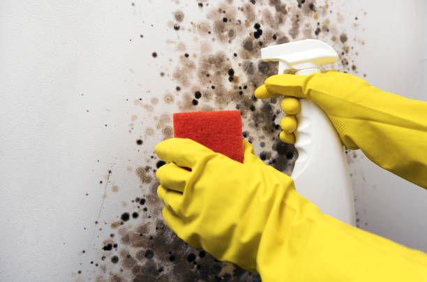 Best Black Mold Removal  in Burnham, PA