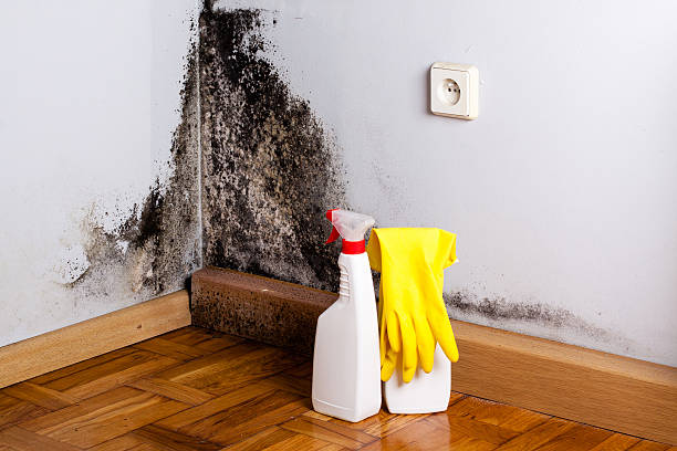 Best Mold Testing  in Burnham, PA