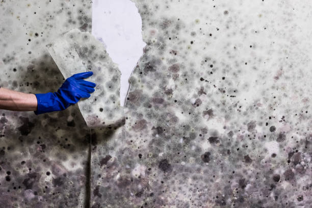 Best Best Mold Removal Companies  in Burnham, PA